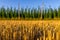 Harvested cornfield with fresh grenn hops plantation in the background