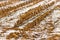 Harvested cornfield in wintertime with snow