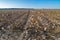 Harvested Cotton Field In Autumn.