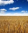 Harvested field with grain