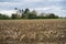 Harvested field in perspective, low angle view.