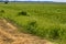 Harvested field of rapeseed and a grain field