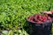 Harvested in the field red, ripe, round radish