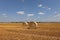 Harvested field with several rolled hay bales in Summer