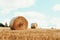 Harvested field with straw bales. Agriculture background with copy space. Summer and autumn harvest concept