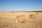 Harvested field with straw bales. Round haystacks are scattered across the field. Dry grass and golden rolls of hay