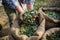 Harvested fresh olives in sacks.