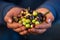 Harvested fresh organic olives in the hands of farmer view frontal blue background