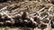 Harvested Garlic Crop in a Field