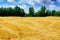 Harvested grain field