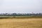 Harvested grain field and Calarasi city 