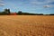 Harvested grainfield