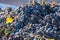 Harvested grapes being dropped inside a tractor trailer during harvest in Kakheti region, Georgia