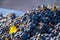 Harvested grapes being dropped inside a tractor trailer during harvest in Kakheti region, Georgia