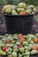 Harvested green tomato on background bucket