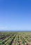 Harvested Lettuce Fields in Salinas Valley