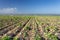 Harvested Lettuce Fields in Salinas Valley