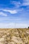 Harvested maize field, stubble field after harvest with a single