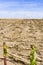 Harvested maize field, stubble field after harvest with a single