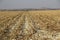 Harvested maize land in Potchefstroom, North West, South Africa.