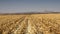 Harvested maize land in Potchefstroom, North West, South Africa.