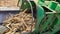 Harvested millet crop cleaning by thresher machine