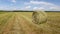 Harvested, mowed grass. Rolled-up hay.