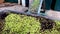 Harvested olives in olive oil mill in Greece