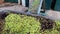 Harvested olives unloaded from truck to press hopper in olive oil mill