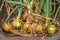 Harvested onions arranged in wheelbarrow