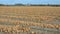 Harvested onions, these are now drying here before being picked up from the land