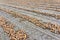 Harvested onions rows on a field in autumn