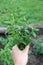 Harvested Organic Homegrown Herbs