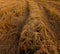 Harvested paddy