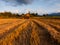 Harvested paddy field at Sabah, East Malaysia, Borneo