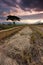 Harvested paddy field at Sabah, East Malaysia, Borneo