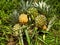 Harvested pineaple fruit