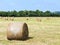Harvested plantation with haystack rolls