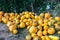 Harvested pumpkin crop on the farm