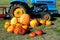 Harvested Pumpkins And Tractor