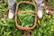 Harvested ramson leaves in wicker basket