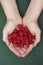 Harvested raspberries in woman palms