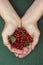 Harvested red currant berries in woman palms