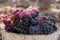 Harvested red grenache grapes during vintage season at Priorat w