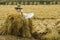 Harvested rice fields and scarecrow, South Korea