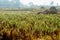 Harvested ricefield