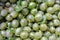 Harvested ripe berries gooseberries