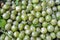 Harvested ripe berries gooseberries