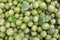 Harvested ripe berries gooseberries