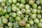 Harvested ripe berries gooseberries